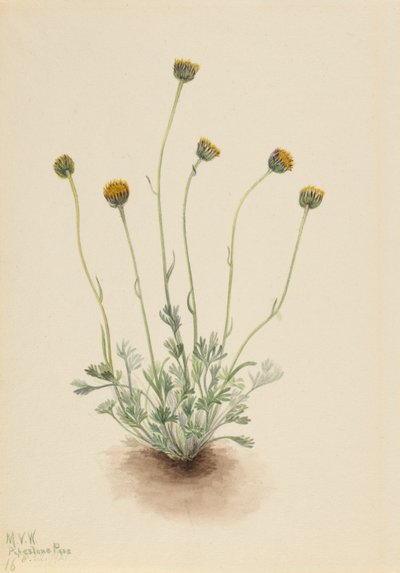 Geschnittenes Blatt Flohkraut Erigeron compositus nudus von Mary Vaux Walcott