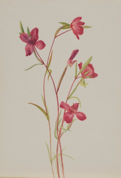 Abschied vom Frühling von Mary Vaux Walcott