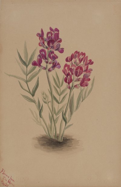 Blumen von der Mesa, 1883 von Mary Vaux Walcott