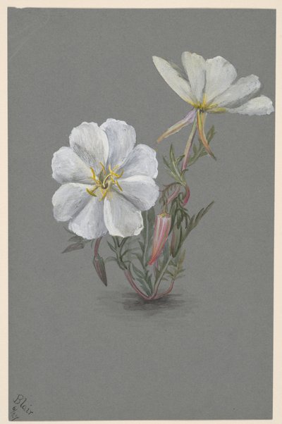 Riesen-Stendelwurz (Epipactia gigantea) von Mary Vaux Walcott