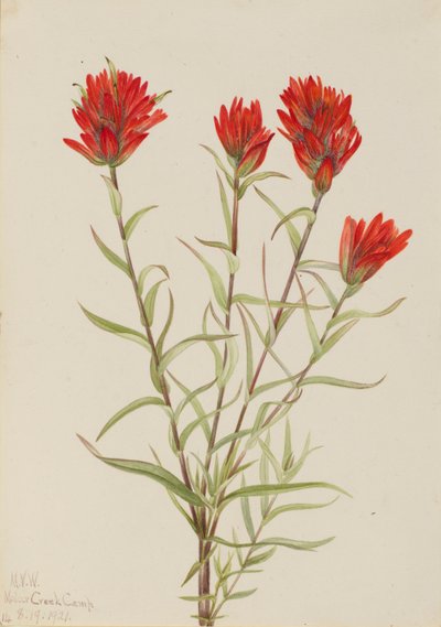 Riesen-Rotklee (Castilleja miniata) von Mary Vaux Walcott