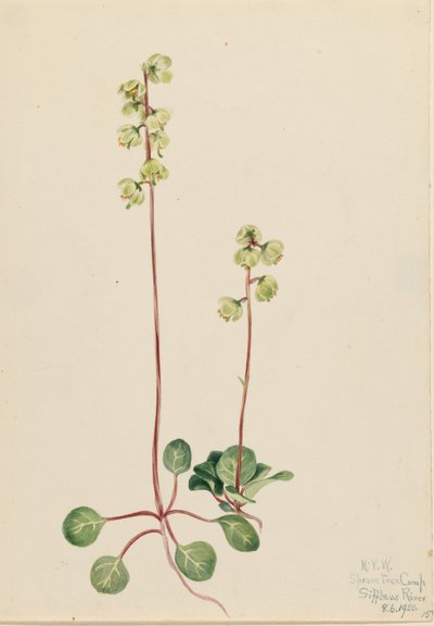 Grüne Pyrola (Pyrola chlorantha) von Mary Vaux Walcott