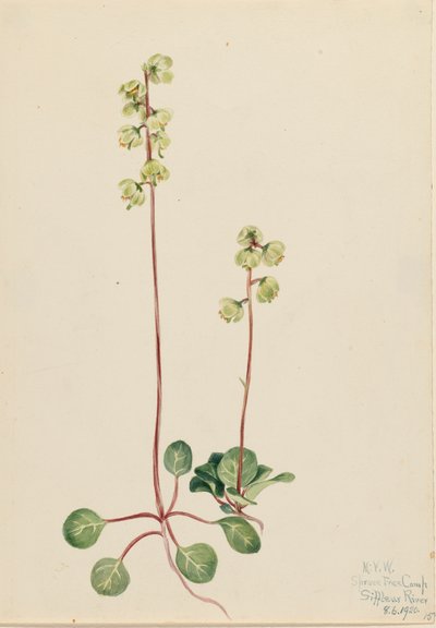 Grüne Pyrola Pyrola chlorantha, 1920 von Mary Vaux Walcott