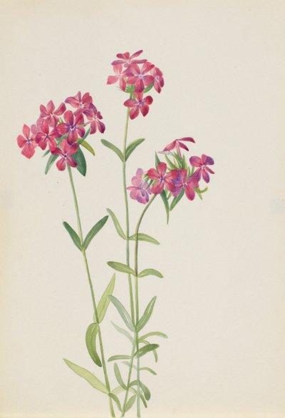 Behaarte Phlox (Phlox amoena) von Mary Vaux Walcott