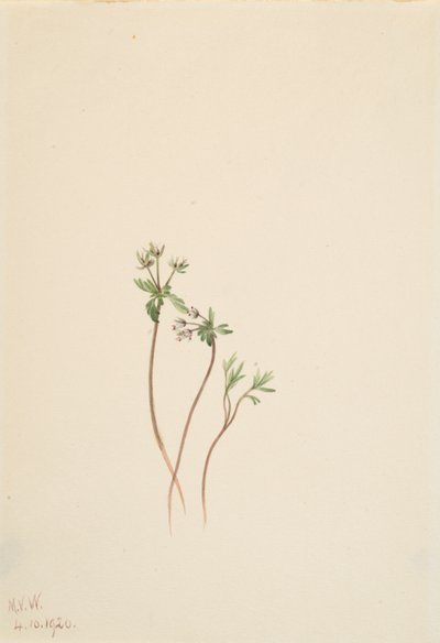 Frühlingsbote Erigenia bulbosa von Mary Vaux Walcott