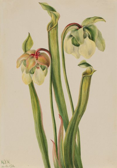 Hybride Kannenpflanze (Sarracenia minor) von Mary Vaux Walcott