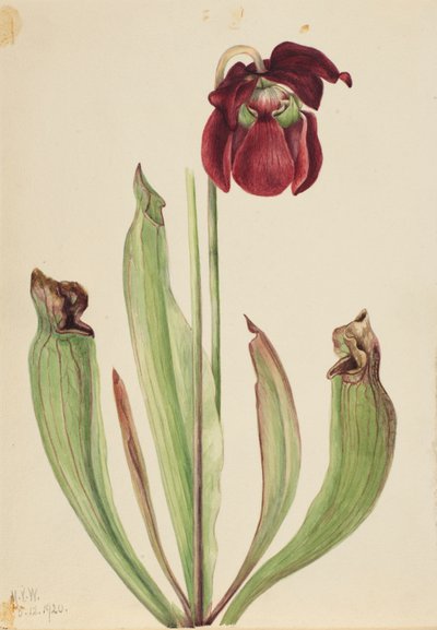Hybride Kannenpflanze, 1920 von Mary Vaux Walcott