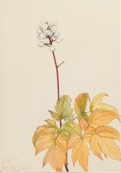 Elfenbein-Baneberry (Actaea arguta) von Mary Vaux Walcott