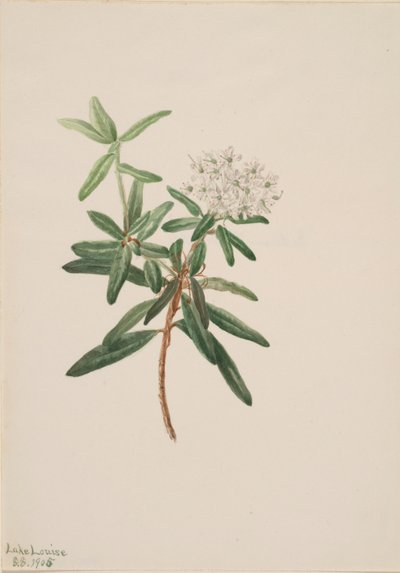Labrador-Tee (Ledum groenlandicum) von Mary Vaux Walcott