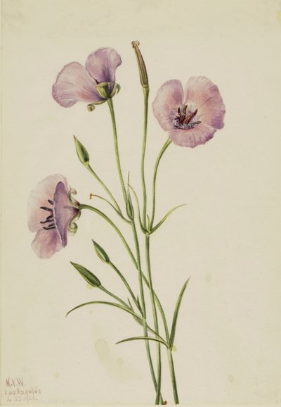 Flieder-Mariposa Calochortus splendens, 1926 von Mary Vaux Walcott