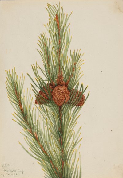 Lodgepole-Kiefer Pinus Contorta murrayana, 1921 von Mary Vaux Walcott