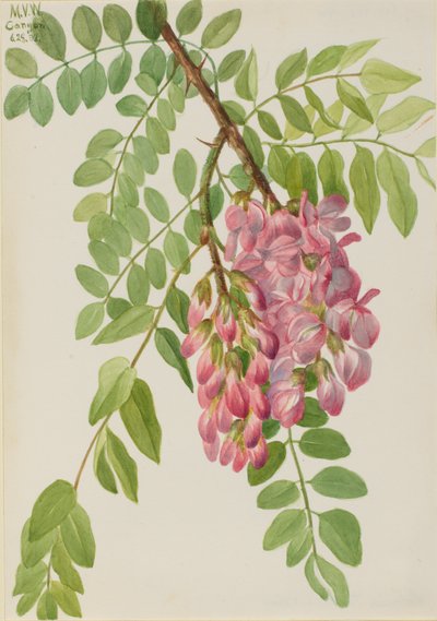 Neumexikanische Robinie Robinia neomexicana, 1938 von Mary Vaux Walcott