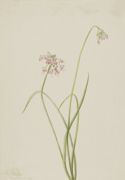 Nickender Lauch Allium cernuum, 1901 von Mary Vaux Walcott