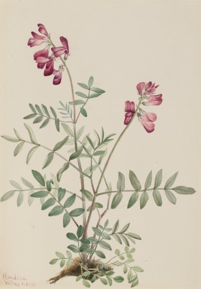 Nördliches Hedysarum Hedysarum boreale von Mary Vaux Walcott