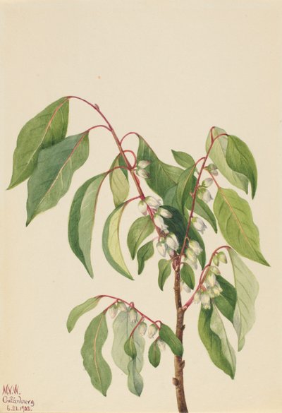 Persimone (Diospyros virginiana) von Mary Vaux Walcott