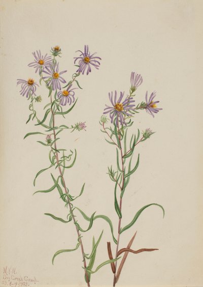 Prärie-Aster Aster campestris, 1923 von Mary Vaux Walcott