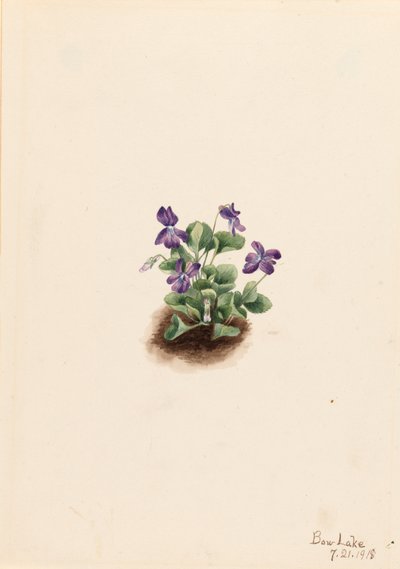 Lila Bergveilchen (Viola adunca) von Mary Vaux Walcott