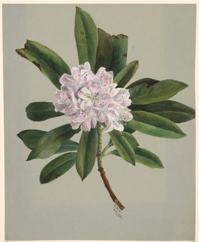Rhododendron Rhododendron maximum von Mary Vaux Walcott