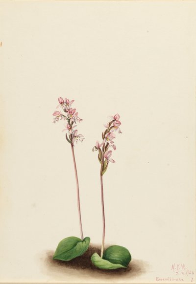 Rundblättrige Orchis von Mary Vaux Walcott
