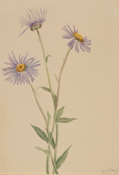 Prächtiges Berufkraut (Erigeron salsuginosus) von Mary Vaux Walcott