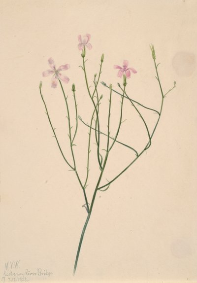 Skelettblume Lygodesmia juncea von Mary Vaux Walcott