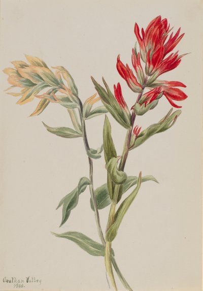 Sumpf-Ziest von Mary Vaux Walcott