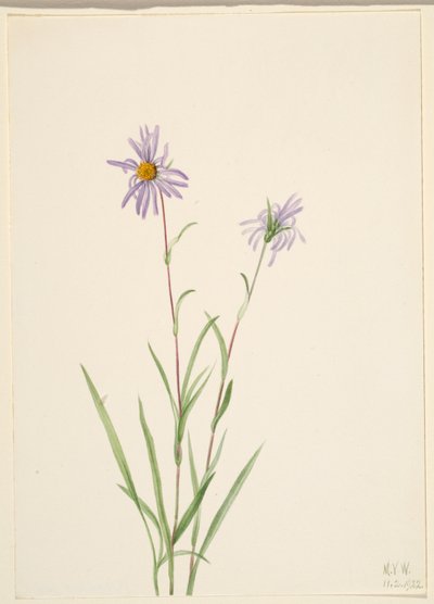 Sumpfaster (Aster paludosus) von Mary Vaux Walcott