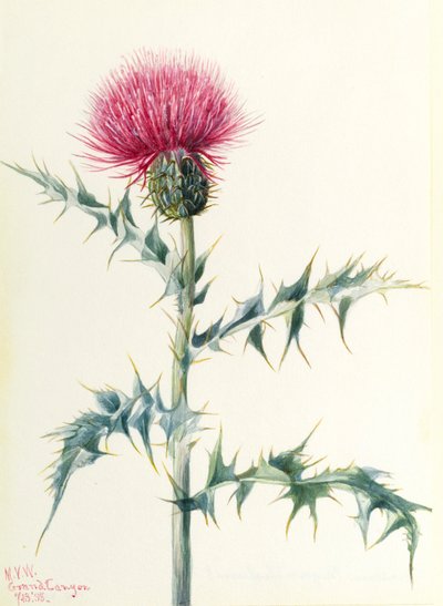 Distel (Cirsium arizonica) von Mary Vaux Walcott