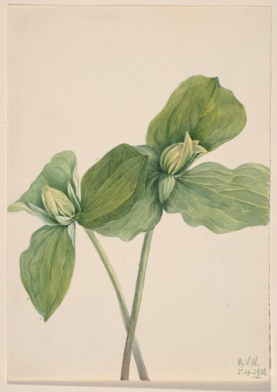 Kröten-Trillium (Trillium sessile) von Mary Vaux Walcott