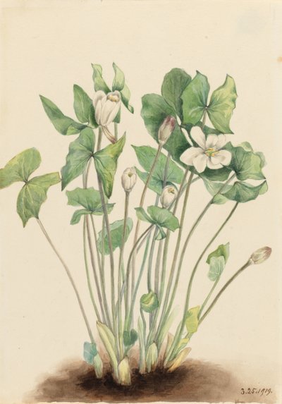 Zwillingsblatt (Jeffersonia diphylla) von Mary Vaux Walcott