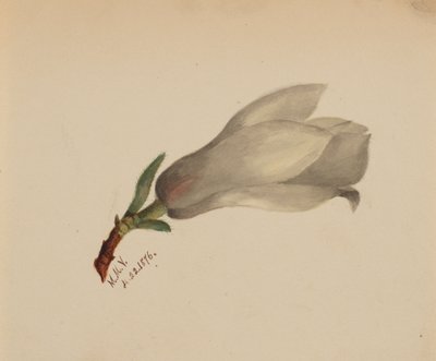 Ohne Titel - Blumenstudie von Mary Vaux Walcott