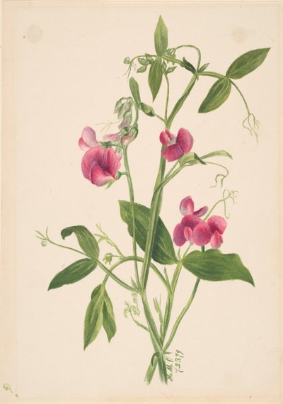 Unbetitelt - Blumenstudie von Mary Vaux Walcott