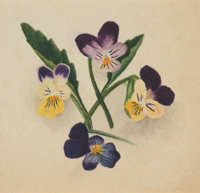 Ohne Titel (Stiefmütterchen) von Mary Vaux Walcott
