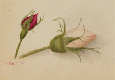 Unbetitelte Rosenknospen, 1874 von Mary Vaux Walcott