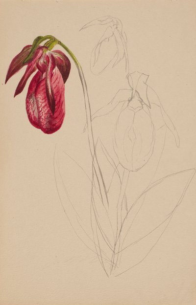 Unbetitelte Unvollendete Skizze von Mary Vaux Walcott