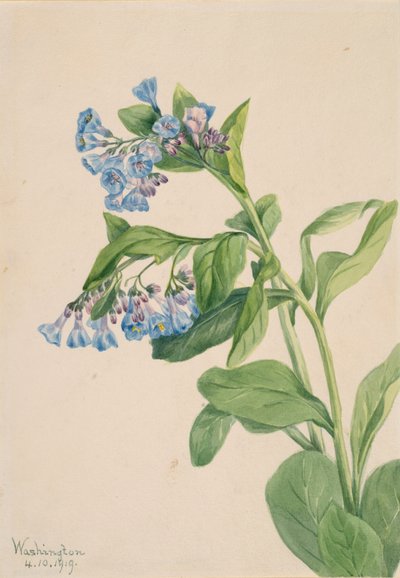 Virginia Bluebells Mertensia virginica von Mary Vaux Walcott