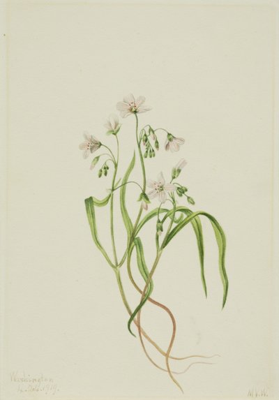 Virginia-Frühlingsschönheit (Claytonia virginica) von Mary Vaux Walcott