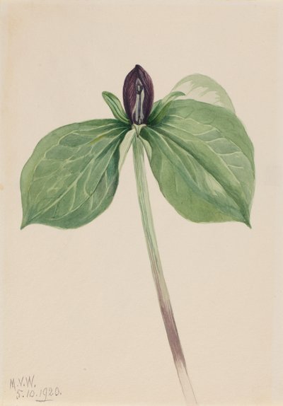 Waldlilie (Trillium sessile) von Mary Vaux Walcott