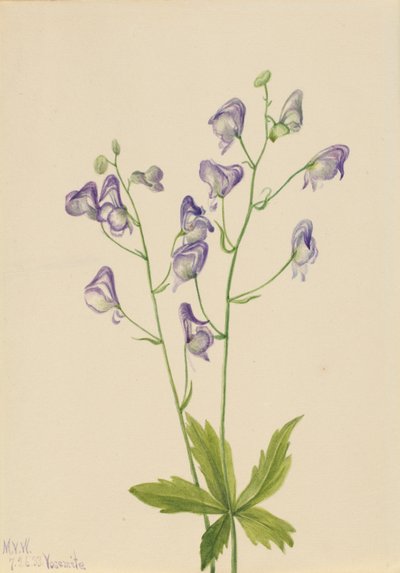 Westlicher Eisenhut (Aconitum columbianum) von Mary Vaux Walcott