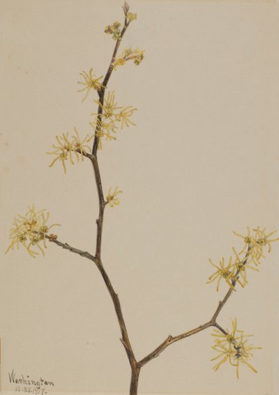Zaubernuss Hamamelis virginiana, 1917 von Mary Vaux Walcott