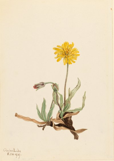 Wollige Agoseris (Agoseris villosa) von Mary Vaux Walcott