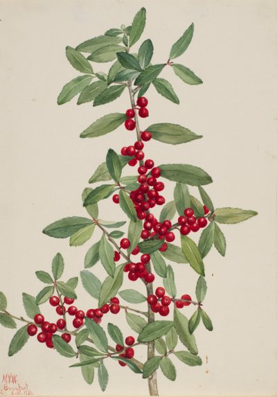 Yaupon (Ilex vomitoria) von Mary Vaux Walcott