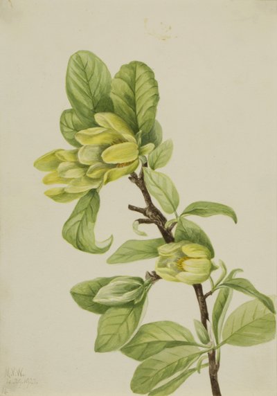 Gelber Gurkenbaum Magnolia cordata, 1922 von Mary Vaux Walcott