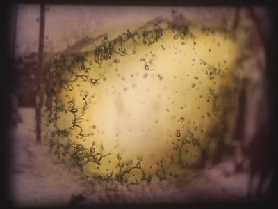 Barbarossa, 2002 von Mat Collishaw