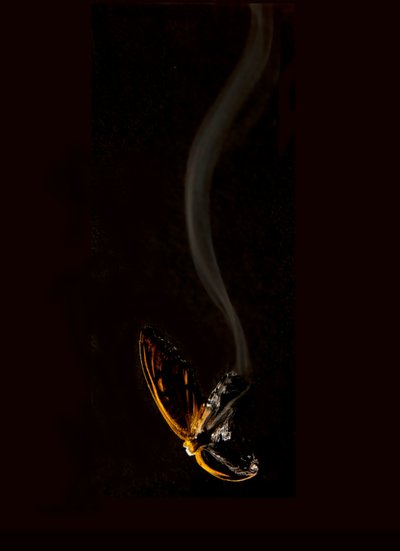 Brennender Schmetterling 15, 2013 von Mat Collishaw