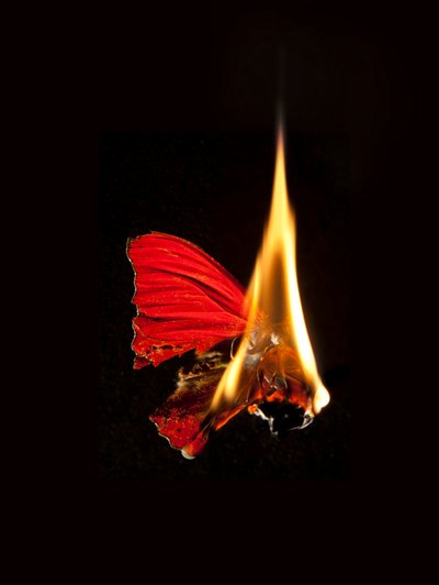 Brennender Schmetterling 18, 2013 von Mat Collishaw