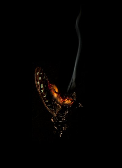 Brennender Schmetterling 5, 2013 von Mat Collishaw