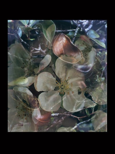 Fleischfresser 5 von Mat Collishaw