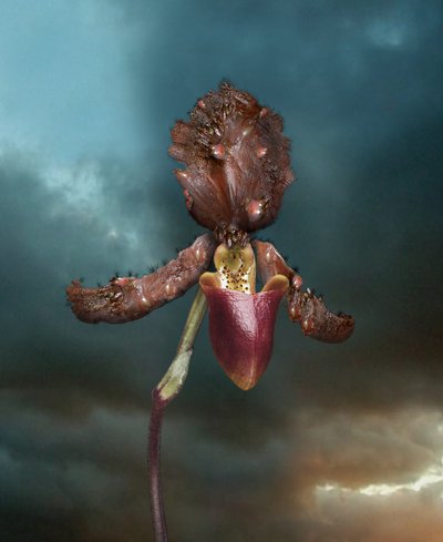 Infektiöse Blumen, Orchidee 2, 2005 von Mat Collishaw