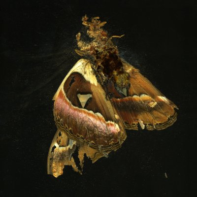 Insektizid 11 von Mat Collishaw